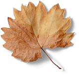 latte-leaf